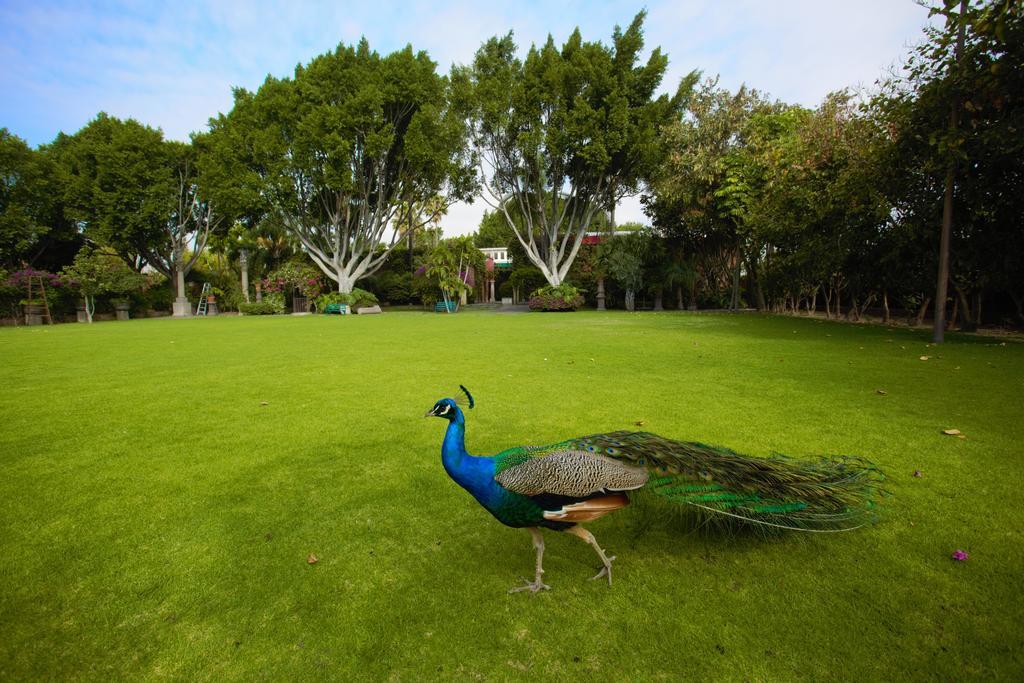 Las Calandrias Hotel Atlixco Zewnętrze zdjęcie